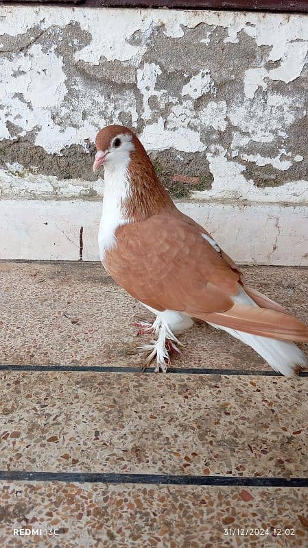 Pure lahori Sherazi breeder pair for sale 4