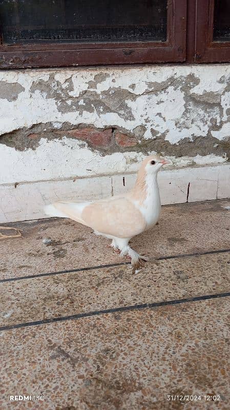 Pure lahori Sherazi breeder pair for sale 5