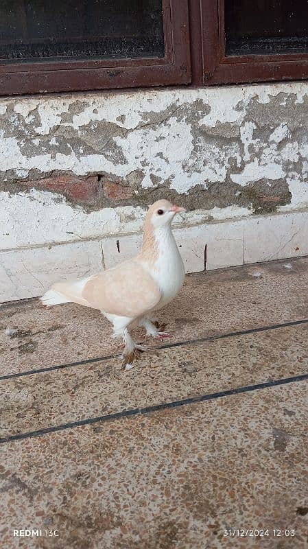 Pure lahori Sherazi breeder pair for sale 6