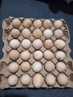 desi hen eggs