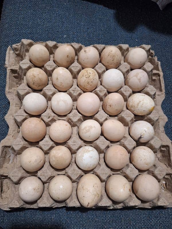 desi hen eggs 0