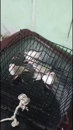 WHITE JAVA READY TO BREED . . . . . . . . . . . PECES . . . AGE . . . . 2800 FOR ALLL