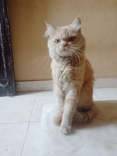 Persian male cat