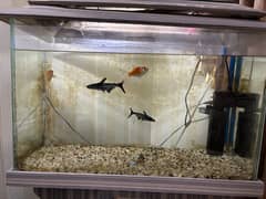 2 Goldfish & 2 blue line shark