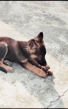 German Shepherd black mask puppies