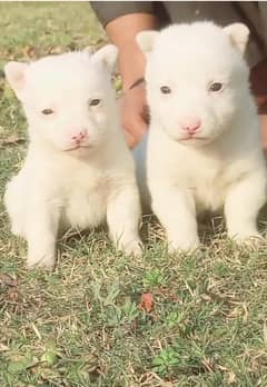 Russian Pink Nose Puppies pair / Russian Triple Coat Pair For Sale