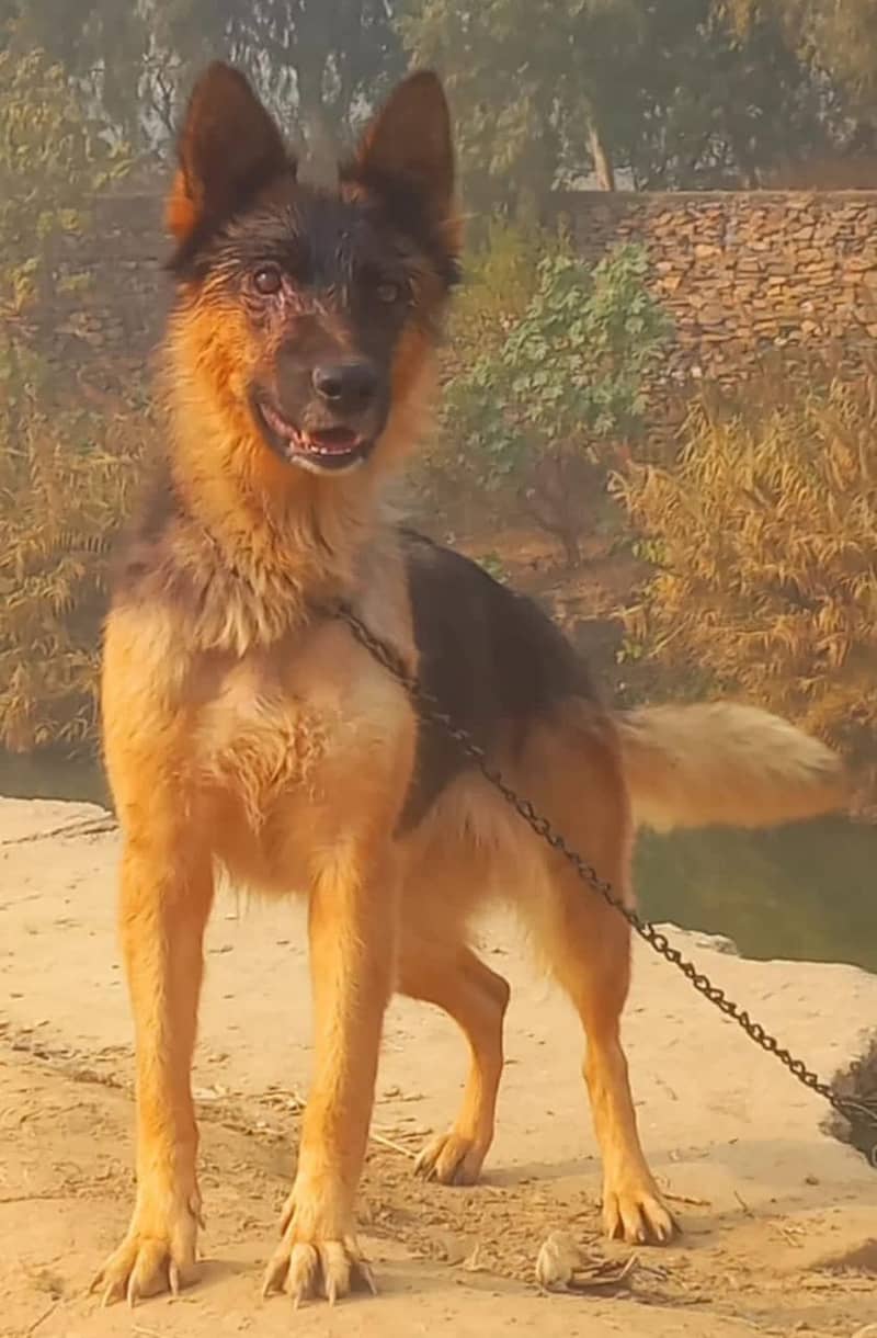 Belgium Shepherd double coat female for sale 0