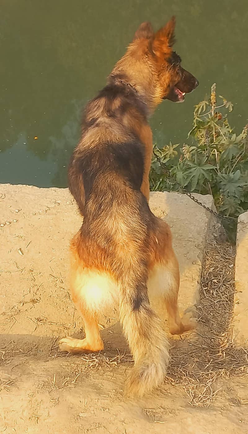 Belgium Shepherd double coat female for sale 1