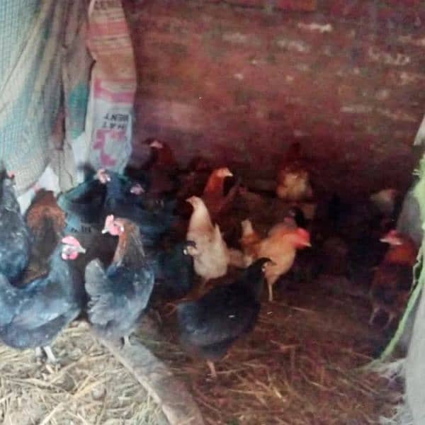 Golden Desi misri aur Astralope eggs laying hens for sale!!! 1