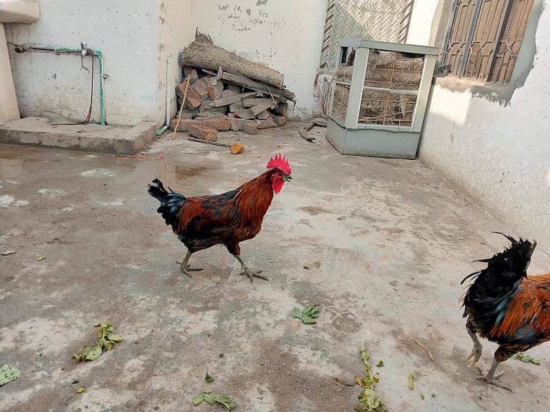 Golden Desi misri aur Astralope eggs laying hens for sale!!! 3