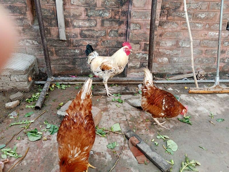 Golden Desi misri aur Astralope eggs laying hens for sale!!! 4