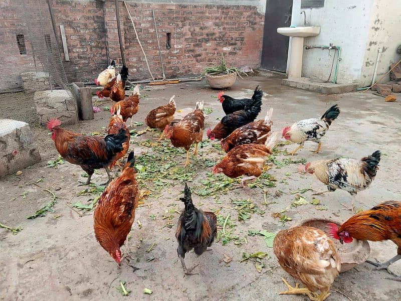 Golden Desi misri aur Astralope eggs laying hens for sale!!! 5