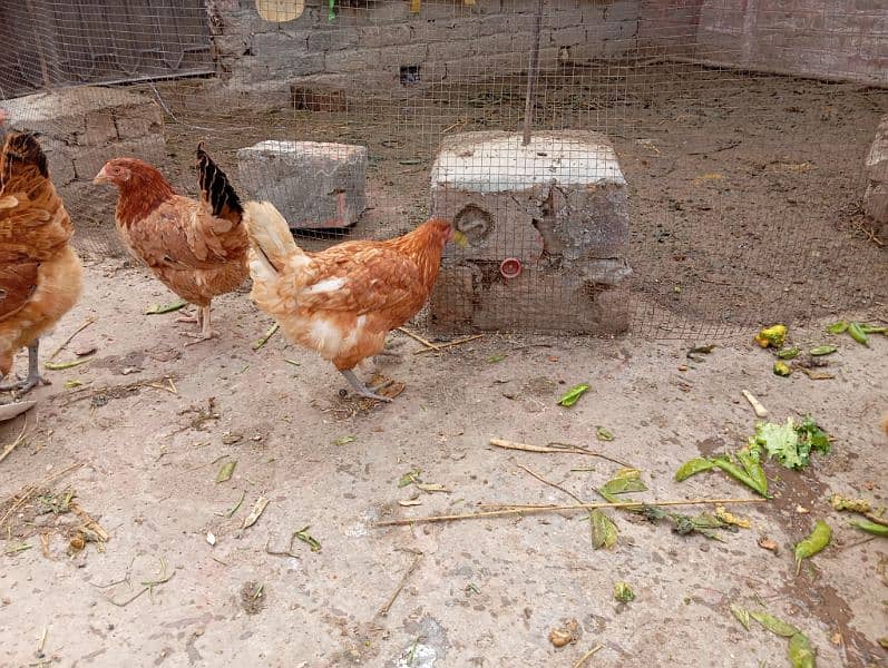 Golden Desi misri aur Astralope eggs laying hens for sale!!! 6