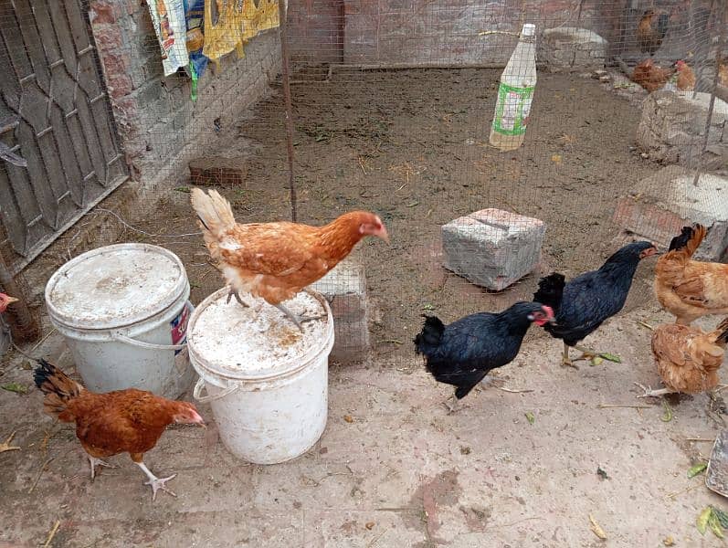 Golden Desi misri aur Astralope eggs laying hens for sale!!! 7