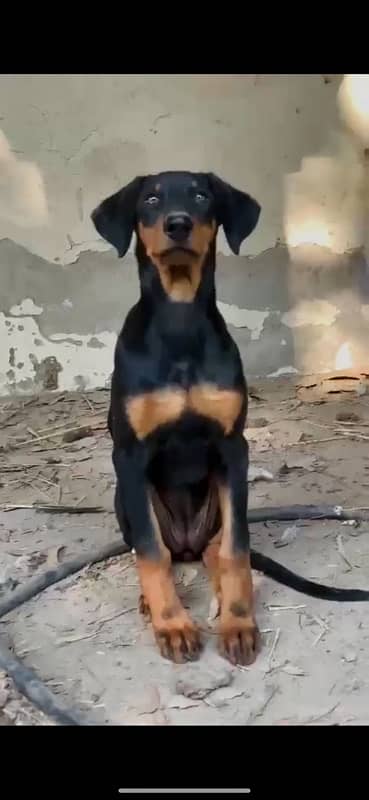 Doberman Pinscher pure 4