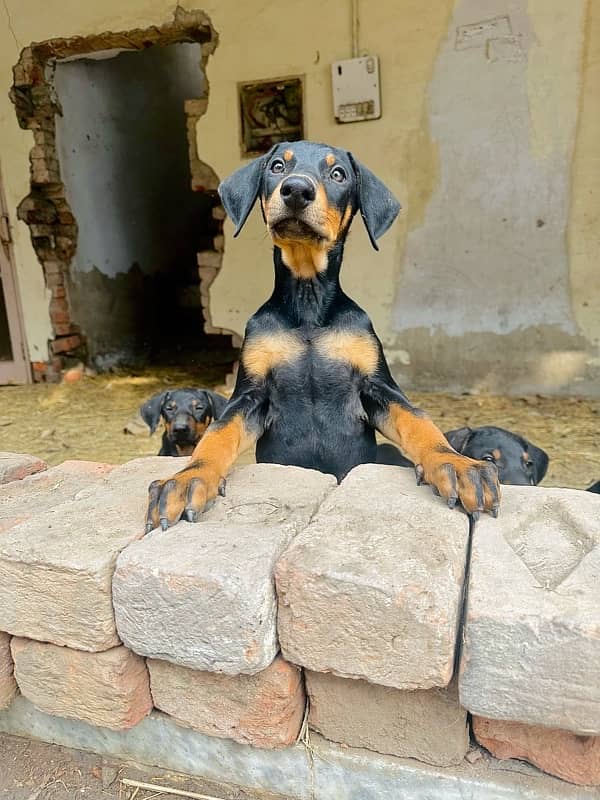 Doberman Pinscher pure 1