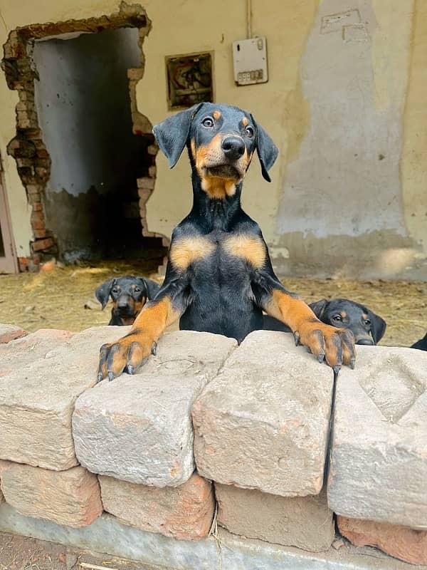 Doberman Pinscher pure 2