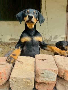 Doberman Pinscher pure