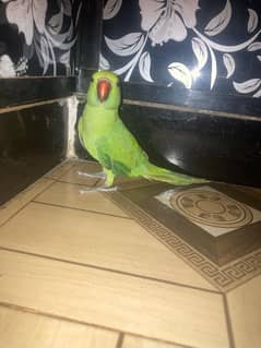 Green Ring Neck Female ready to breed for sale