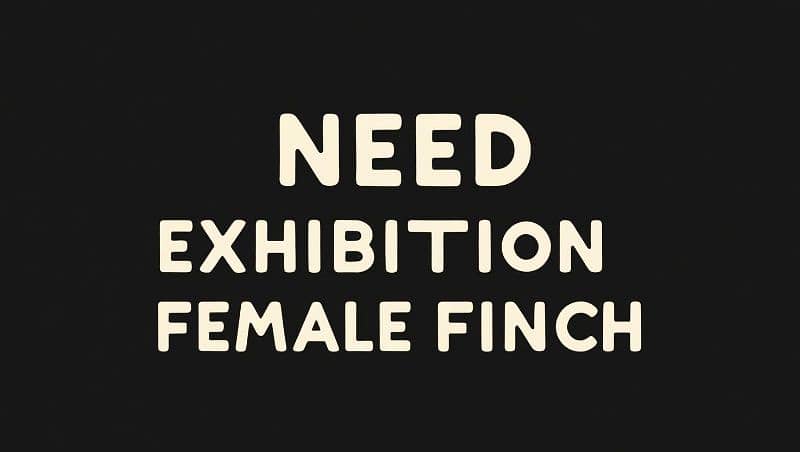 need exhibition finch 0