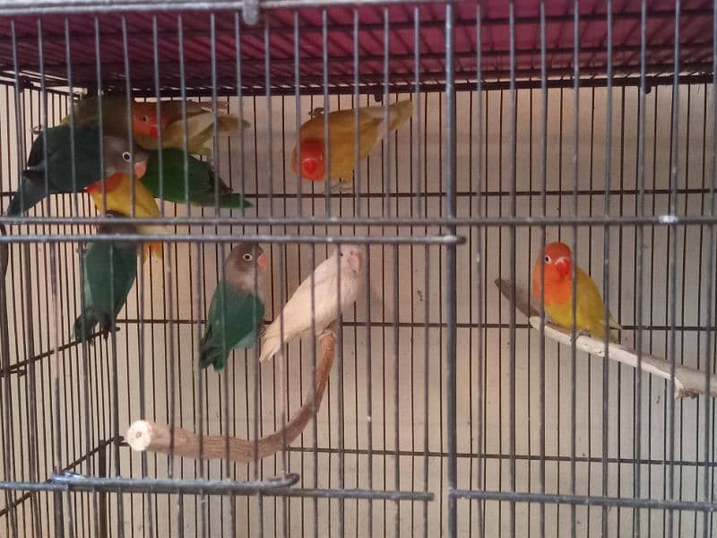 love birds mutation home breed 1