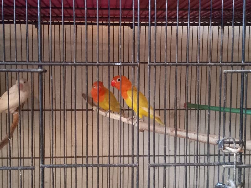 love birds mutation home breed 2