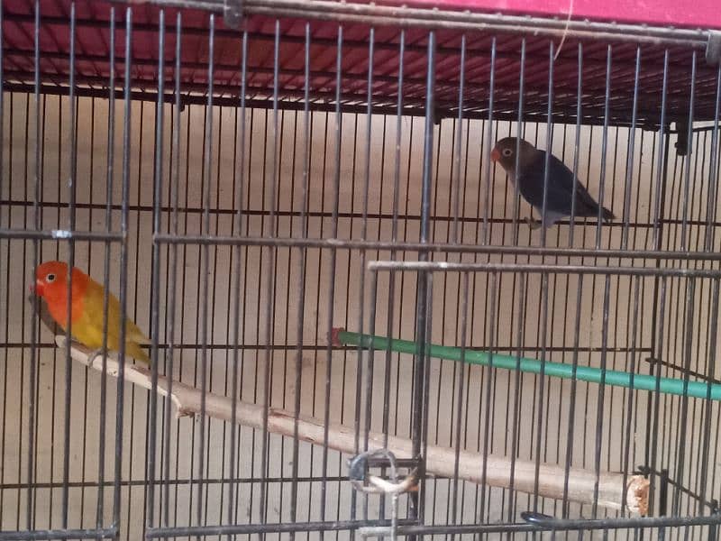 love birds mutation home breed 3