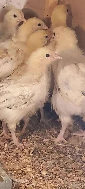 Golden buff chicks, Bentam, Sussex 12