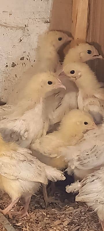 Golden buff chicks, Bentam, Sussex 13