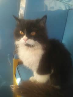 Persian cat /punch face /Cat for sale