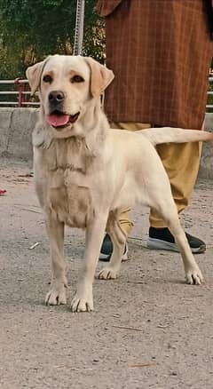 Labrador Female Dog /Labrador Dog For Sale