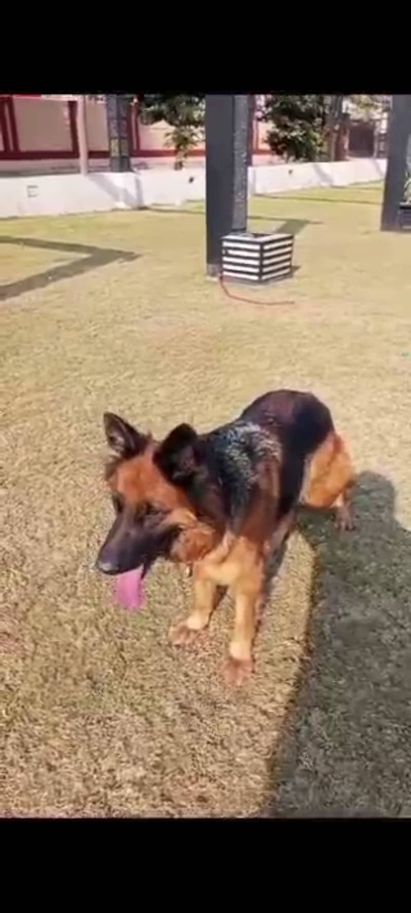 Gsd female 1