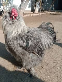 silkie