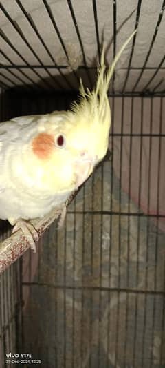 COCKATIELS FOR SALE  pair for 6000