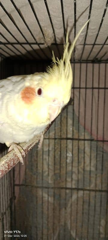 COCKATIELS FOR SALE  pair for 6000 0