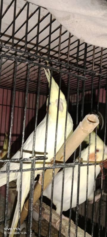 COCKATIELS FOR SALE  pair for 6000 1