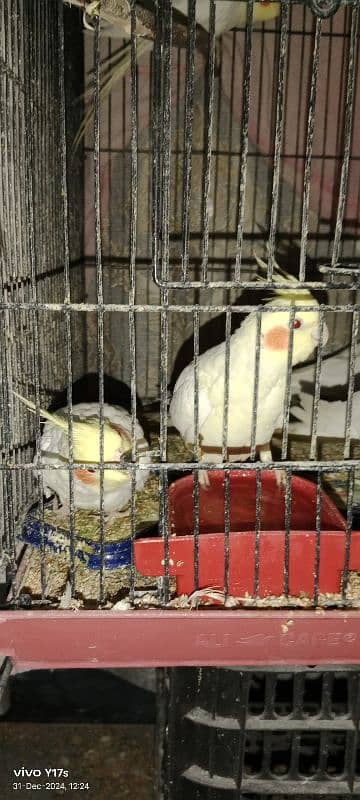 COCKATIELS FOR SALE  pair for 6000 2