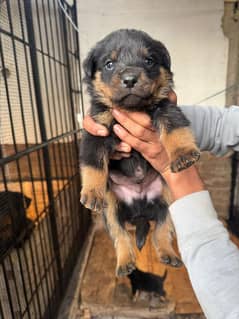 Rottweiler puppies