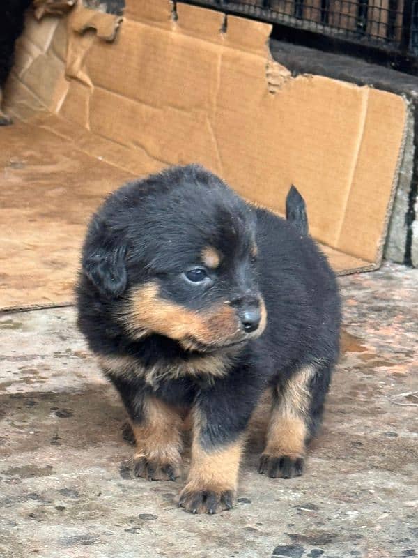 Rottweiler puppies 1