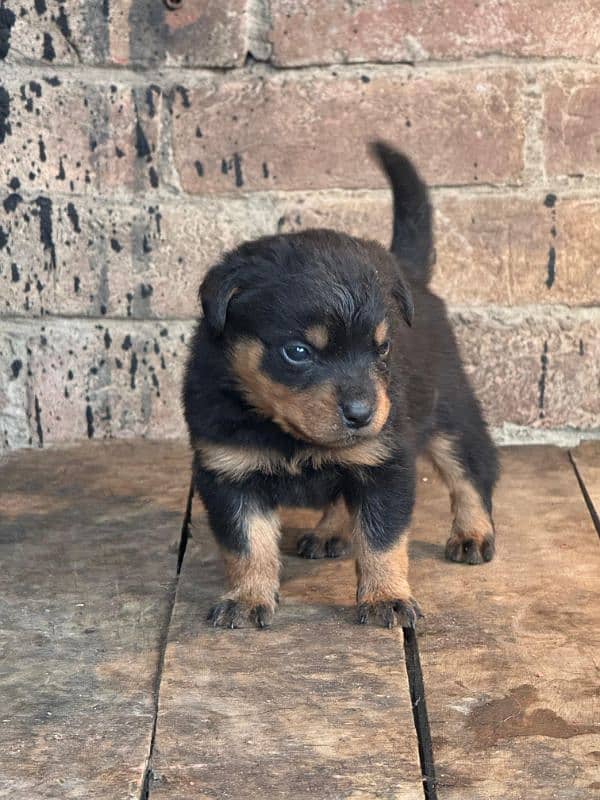 Rottweiler puppies 2