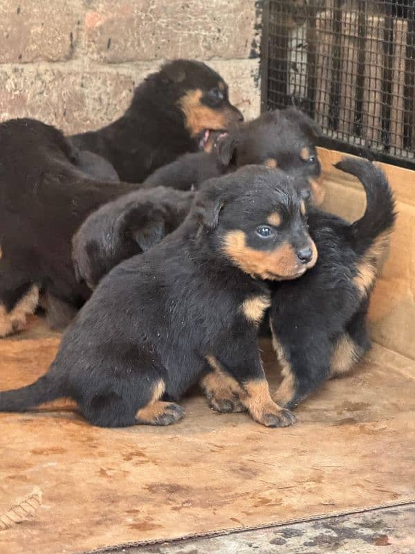 Rottweiler puppies 3