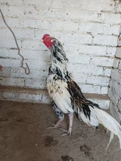 High Quality Aseel Cheena Breeder Pair