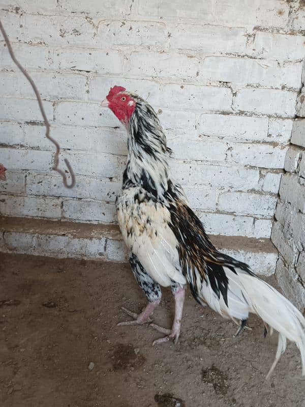 High Quality Aseel Cheena Breeder Pair 0