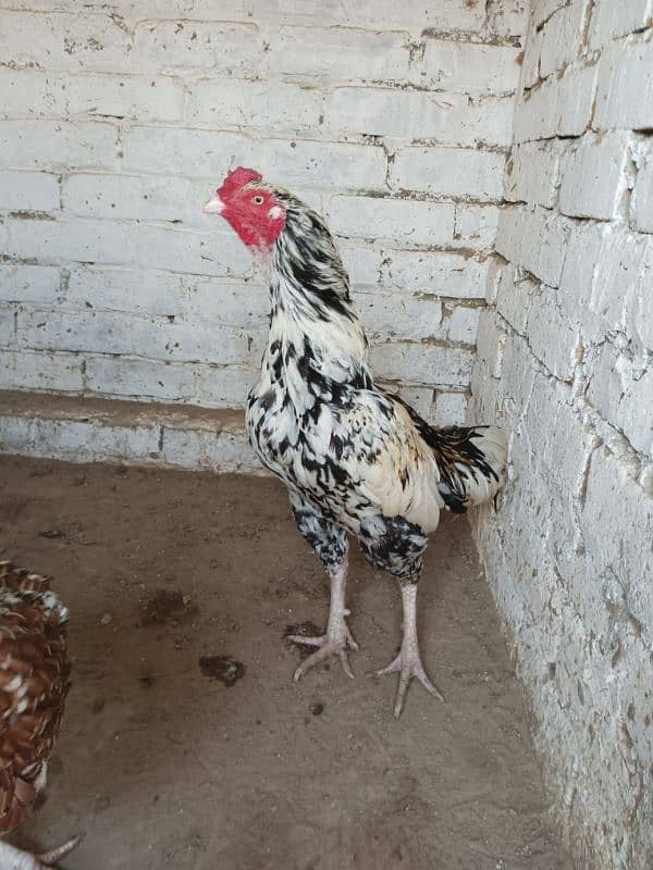 High Quality Aseel Cheena Breeder Pair 1