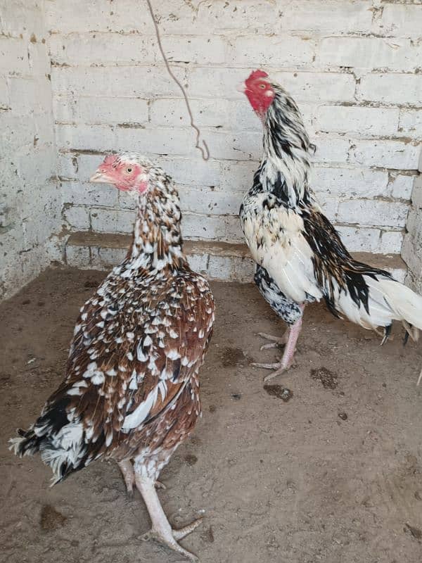 High Quality Aseel Cheena Breeder Pair 2