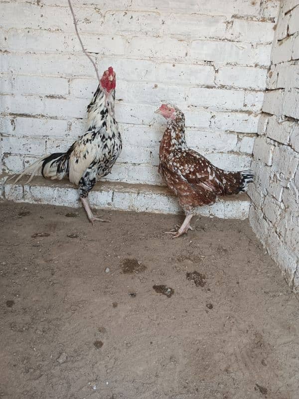 High Quality Aseel Cheena Breeder Pair 3