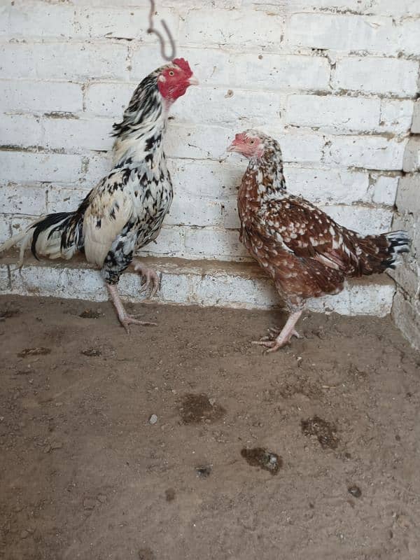 High Quality Aseel Cheena Breeder Pair 4