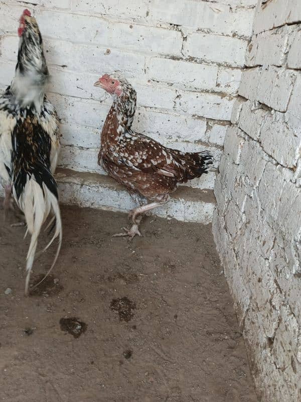 High Quality Aseel Cheena Breeder Pair 5