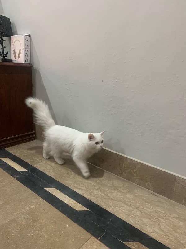 triple coat Persian cat age 8 months 2