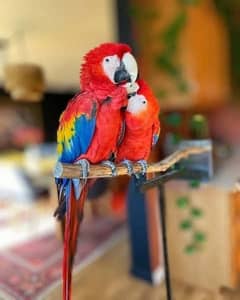 red macaw parrot cheeks for sale 03=49=68=26=931